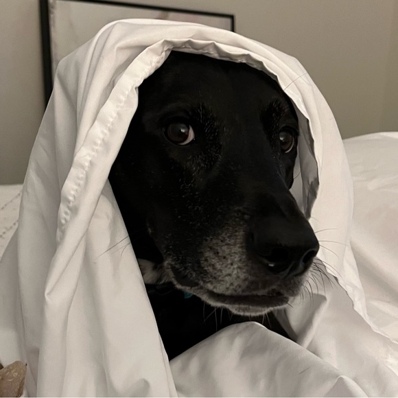 Meet your Posher, Jordan - Picture 1 of 1